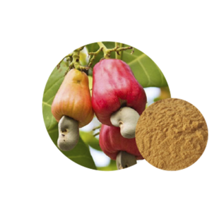 Cashew Nut Extract